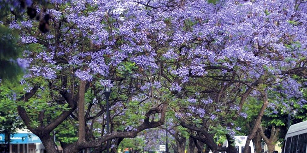 La Plata - jacarandás diag 74